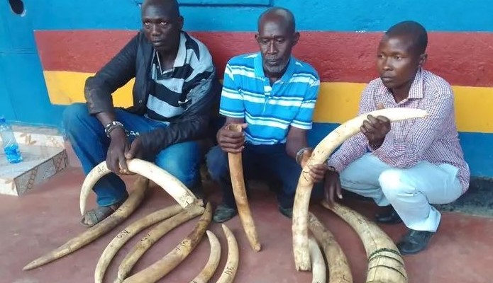 Three Poachers To Pay Kes1M Bond Each Over 12 Elephant Tusks